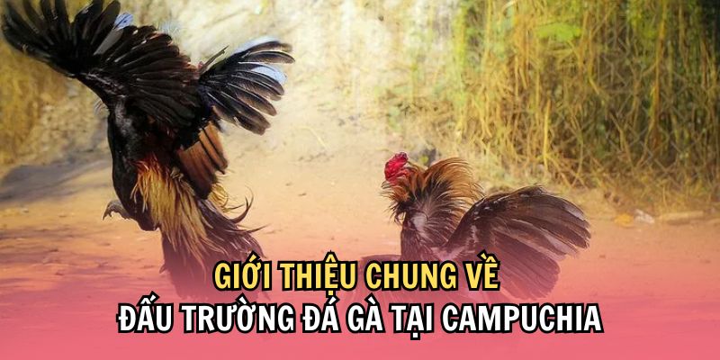 Thông tin sơ lược về hình thức đá gà casino campuchia